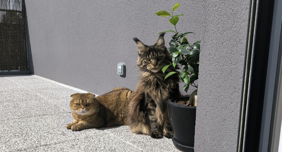 My cats